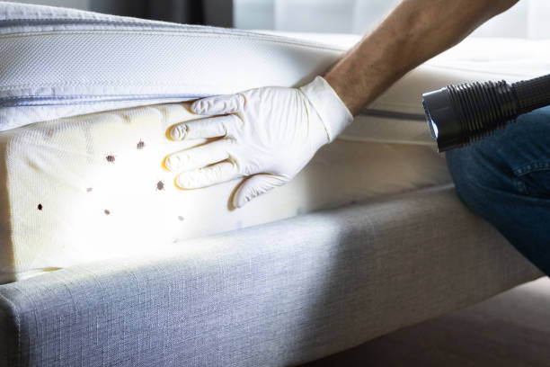 Trusted Longboat Key, FL Pest Control Experts