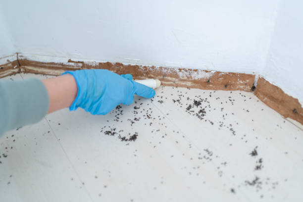 Best Mosquito Control Services  in Longboat Key, FL