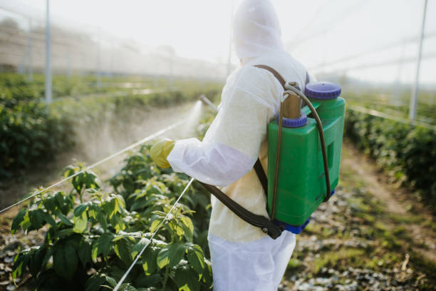 Best Bed Bug Extermination  in Longboat Key, FL
